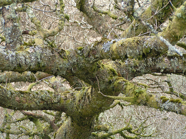 Dartmoor - Magic Forest