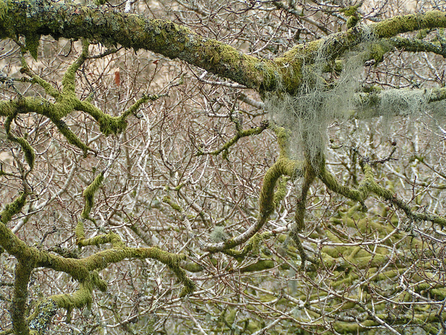 Dartmoor - Magic Forest