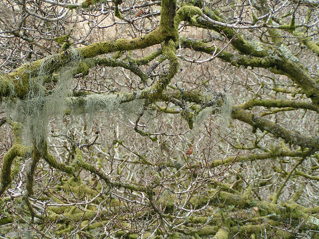 Dartmoor - Magic Forest