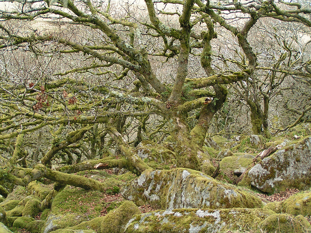 Dartmoor - Magic Forest