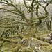 Dartmoor - Magic Forest