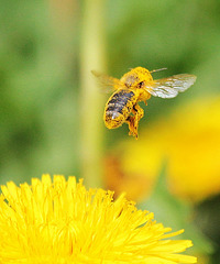 In Blütenpollen gebadet