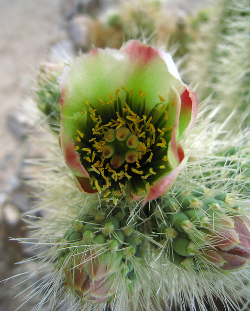 Cholla Flower (0671)