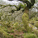 Dartmoor - Magic Forest