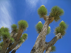 Joshua Tree (0639)