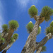 Joshua Tree (0639)