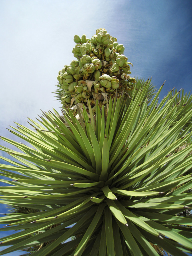 Joshua Tree (0655)