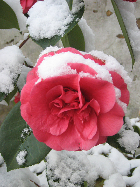 Camélia en neige