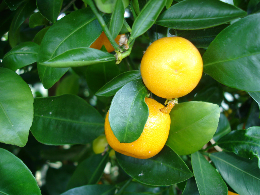 Citrus