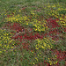 Pelouse sèche à Sedum album , Potentilla verna