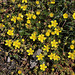 Potentilla verna - Potentille de printemps