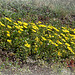 Potentilla verna - Potentille de printemps