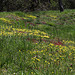 Potentilla verna - Potentille de printemps