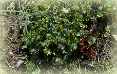 Veronica arvensis - Véronique des champs