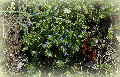 Veronica arvensis - Véronique des champs