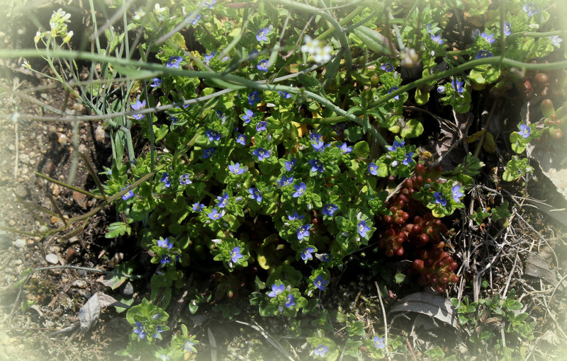 Veronica arvensis - Véronique des champs
