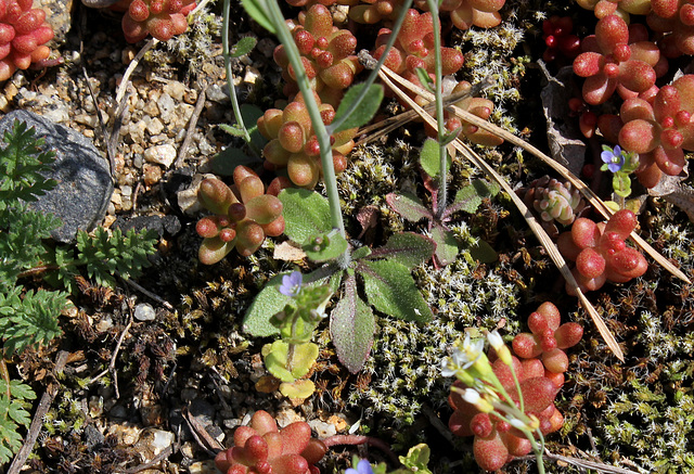 Arabidopsis thaliana- rosette de feuilles basales
