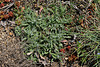 Jasione