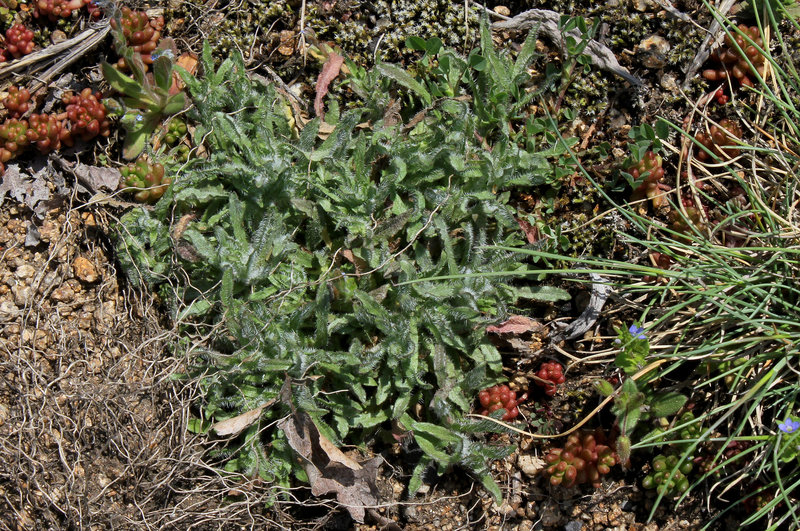 Jasione