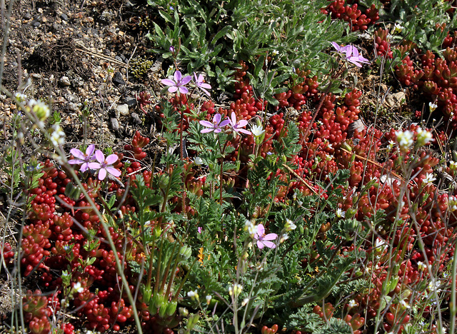 Erodium cicutarium - Erodium à feuilles de ciguë
