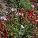 Erodium cicutarium - Erodium à feuilles de ciguë