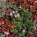 Erodium cicutarium - Erodium à feuilles de ciguë