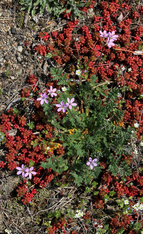 Erodium cicutarium - Erodium à feuilles de ciguë