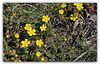 Potentilla verna - Potentille de printemps