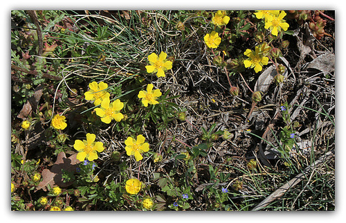 Potentilla verna - Potentille de printemps
