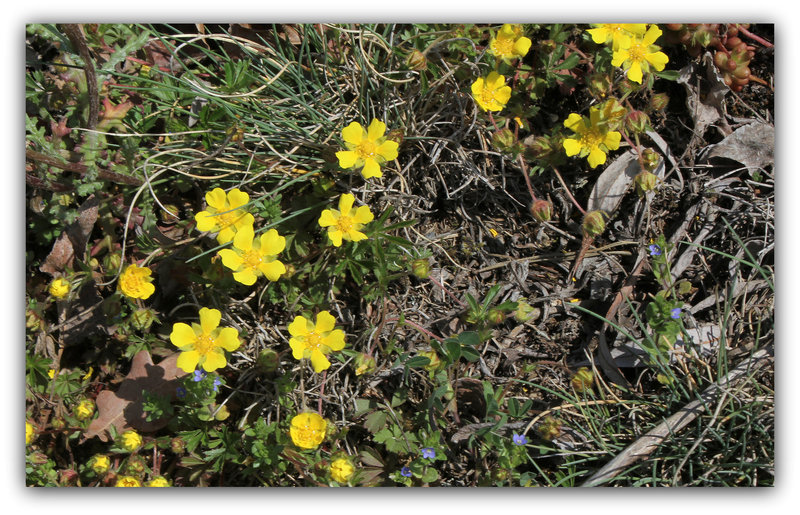 Potentilla verna - Potentille de printemps