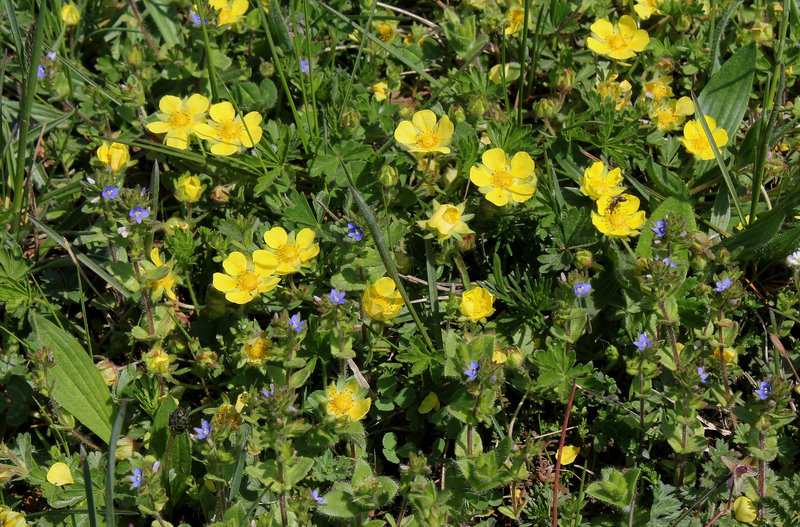 Potentilla verna - Potentille de printemps