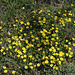 Potentilla verna - Potentille de printemps