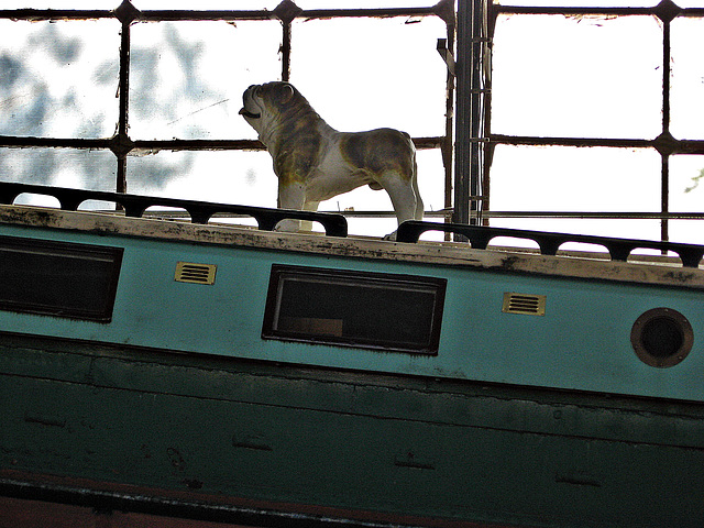 Dog on a boat