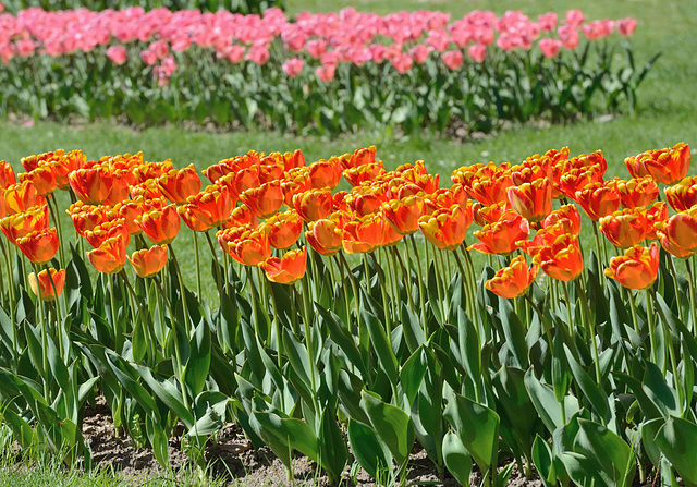 Massif de tulipes...