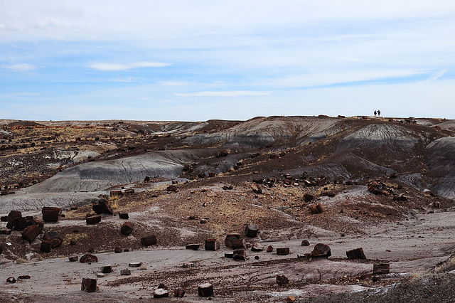 Petrified Forest