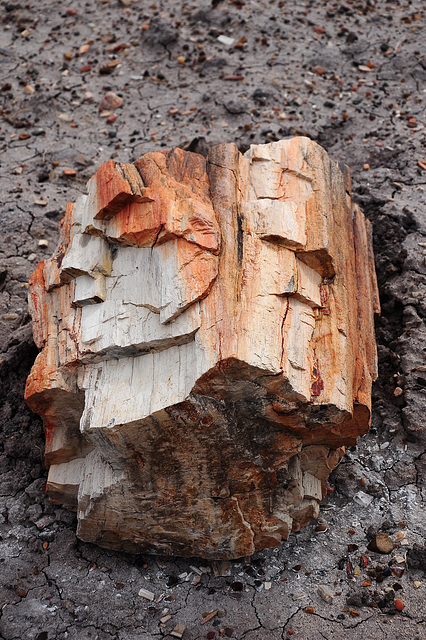 Petrified Forest