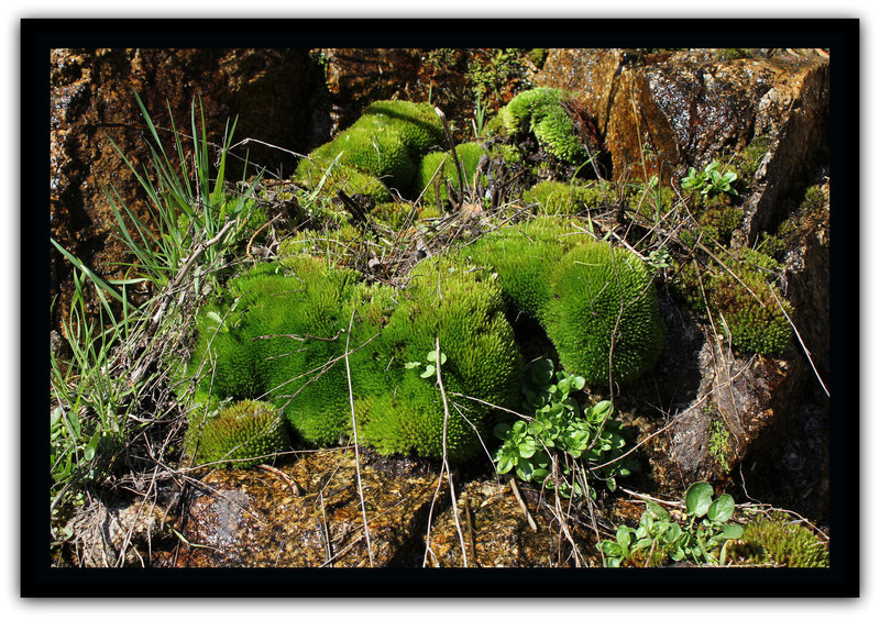 Mousse de source sur granite