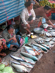 Selling fresh freshwater fish out of the Mekong