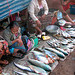 Selling fresh freshwater fish out of the Mekong
