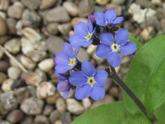 Forget-me-nots still finding strange places to grow