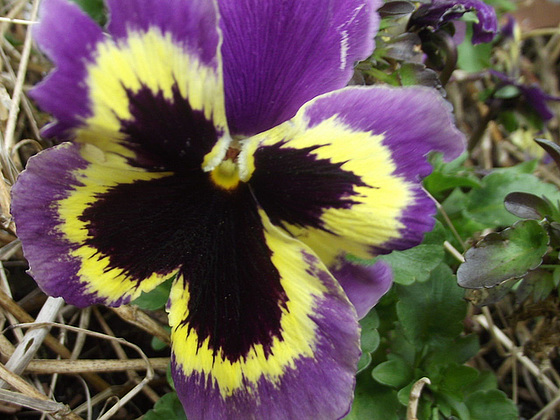 These pansies are amazing, they come up year after year