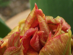 The petals are starting to unfurl