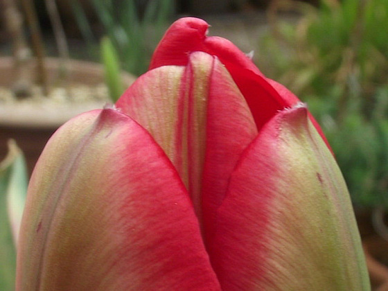 This is a lovely red and white tulip