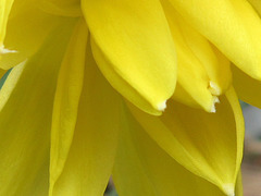 A double headed daffodil