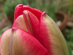 Lovely big red & white tulip almost coming out