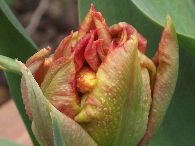 Lovely orange tulip unfurling it's petals