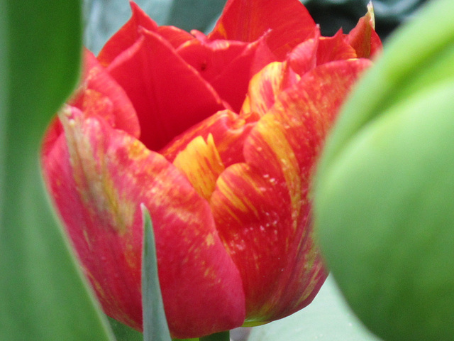 A gorgeous orange/yellow tulip
