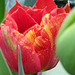 A gorgeous orange/yellow tulip