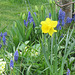 Grape hyacinths are a wonderful contrast around the daffodil