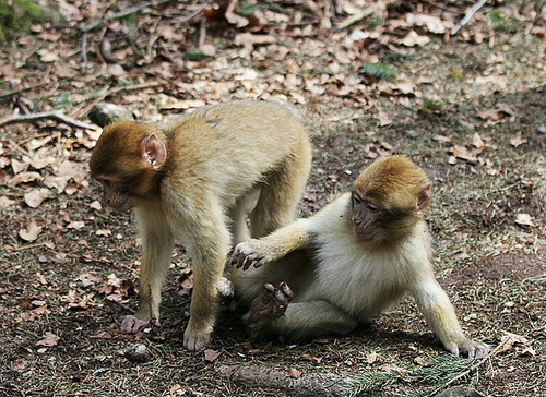 Einjährige Berberäffchen